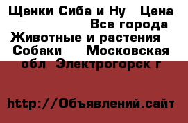 Щенки Сиба и Ну › Цена ­ 35000-85000 - Все города Животные и растения » Собаки   . Московская обл.,Электрогорск г.